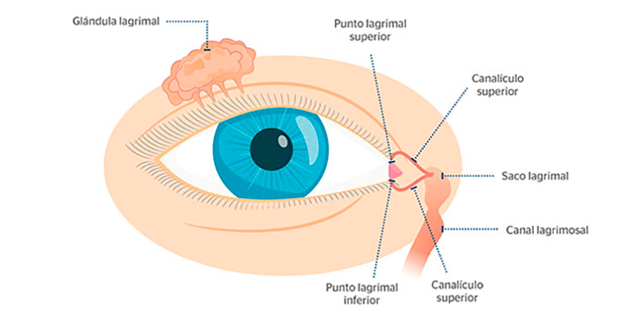 Anatomía y estructura del órgano de la visión